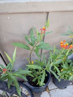 Tropical Mexican milk weed