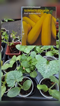 Zucchini $1