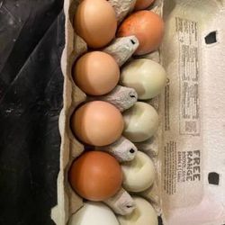 Eggs For Hatching
