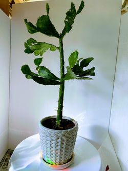 Cactus Tree