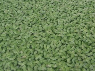 Duckweed floating plants Pond aquarium terrarium