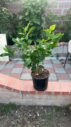 Lemon tree