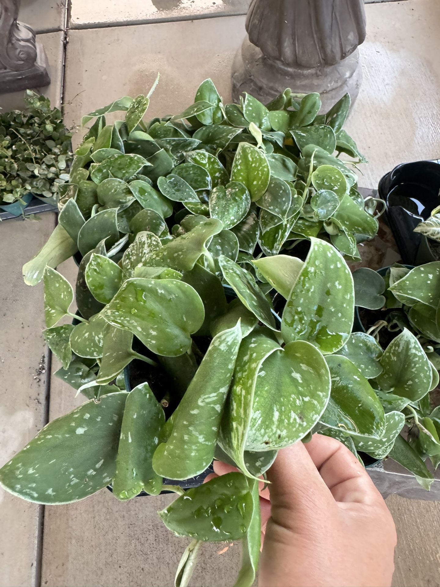 House Plant $8 Each 4” Pot