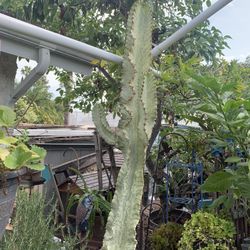 Patio and yard landscaping Many Plants for sale 