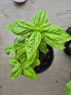 Basil plant pot