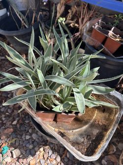 Agaves $3-$5 Each 