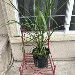 Lemongrass Plant 🪴 