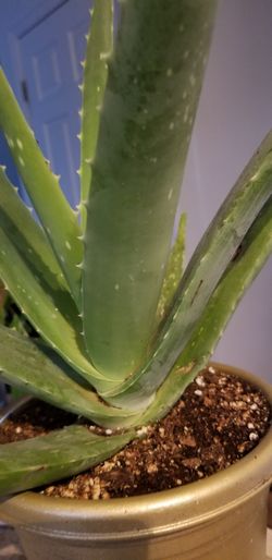 Aloe vera