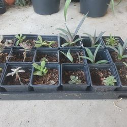 Mixed Succulent And Mangave Pups