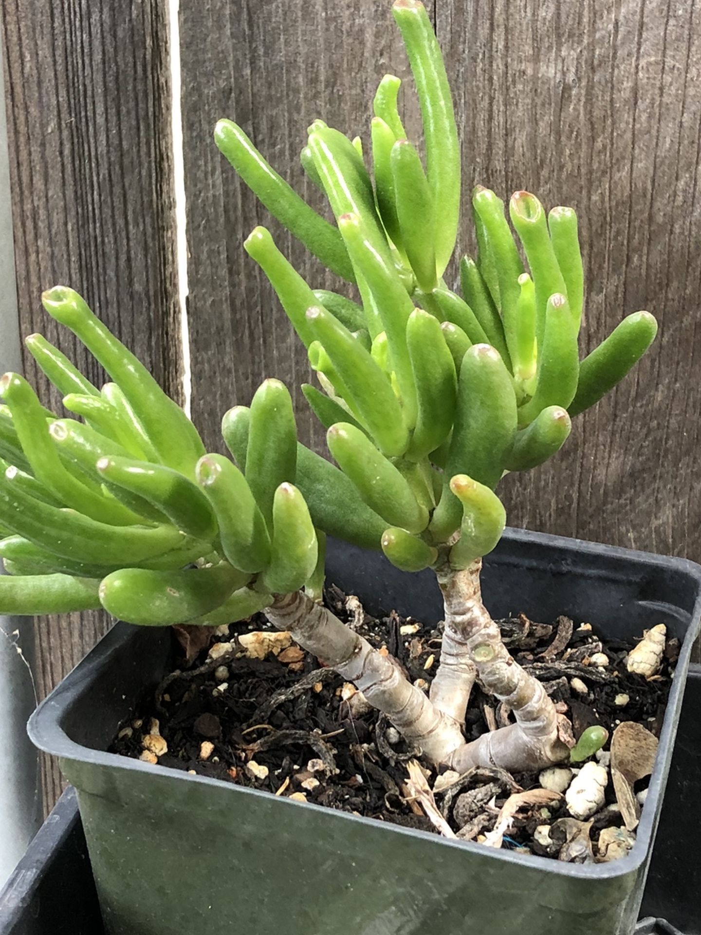ET finger Succulent