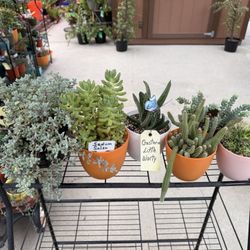 A Variety Of Succulent Plants 