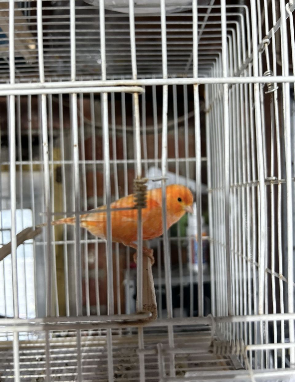Canary Cage