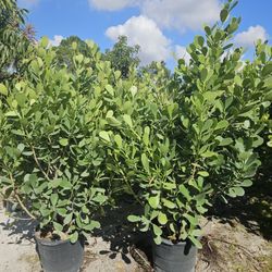 huge clusias over 6 feet tall  Instant  privacy Hedge for fence 