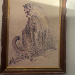 Old Portrait Of A Mountain Lion