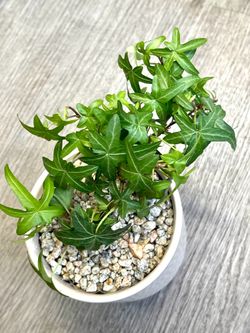 Ivy indoor/outdoor plant in cite ceramic pot 4.5"H.