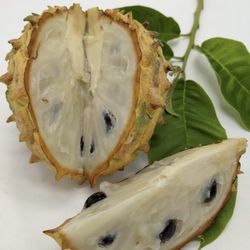 Yellow Rollinia Fruit Trees 