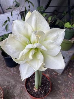 Amaryllis Double Flowers Plant, In 8 Inch Pot Pick Up Only 
