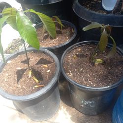 Baby Mango Trees😃😃😃😃🌿🌿🌿🥭🥭🥭