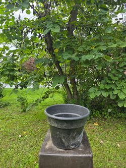 Flower Pot