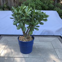 Jade “money tree” in a pretty blue ceramic pot