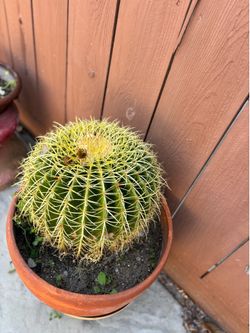 Cactus plant
