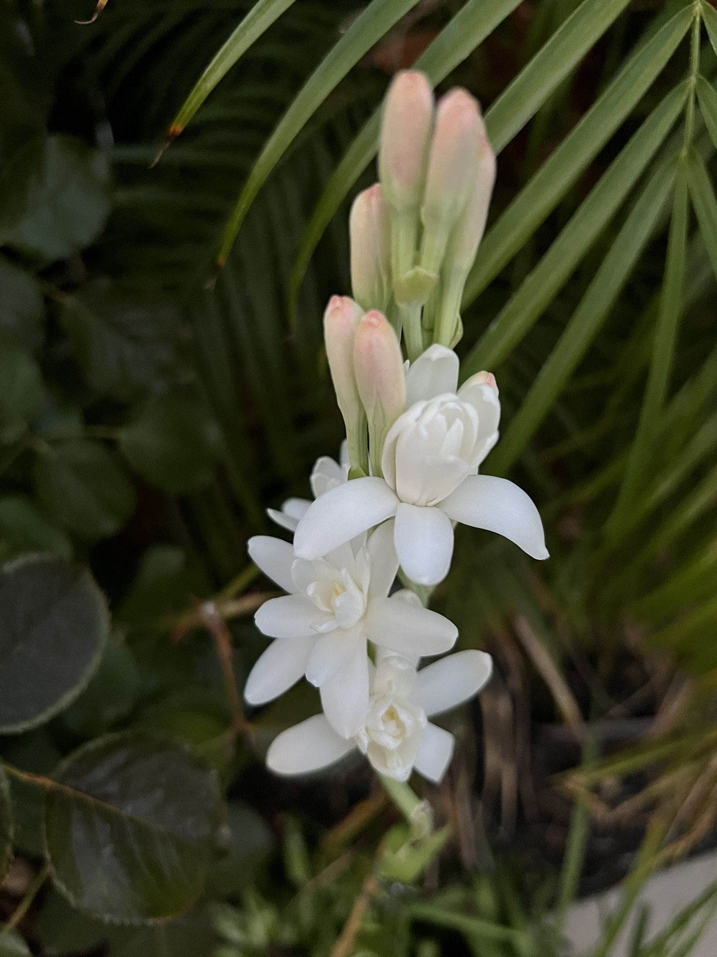Tuberose Bulbs. Last 2 Pots