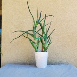 Designer White Ceramic Pot With Double Aloe Vera