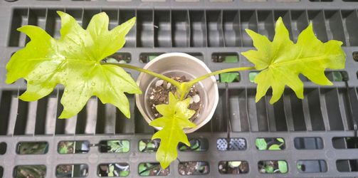 Philodendron Warscewiczii