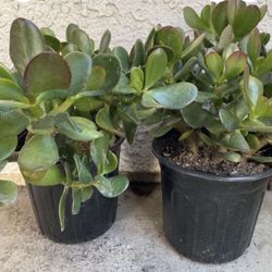 Pair of 1 Gallon Pots Succulent Plant - Crassula Ovata  - Jade Money Tree - Rooted & Established - Drought Resistant 🪴 