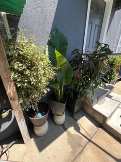 Plantas