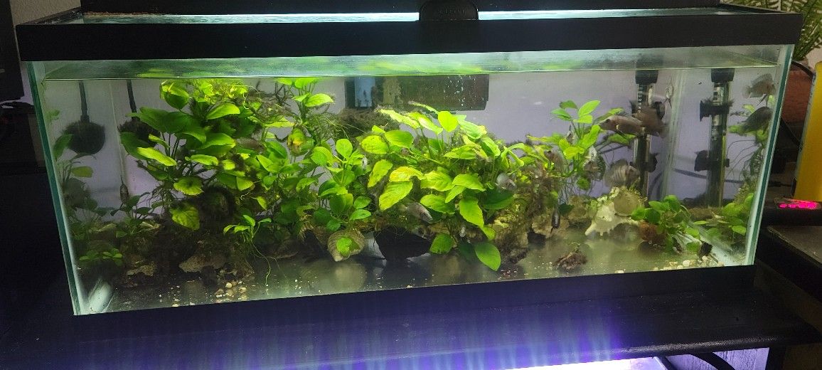 20 Gallon (Long Fish Tank)