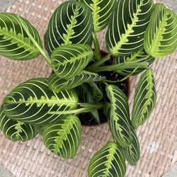 Maranta Lemon Lime Plants