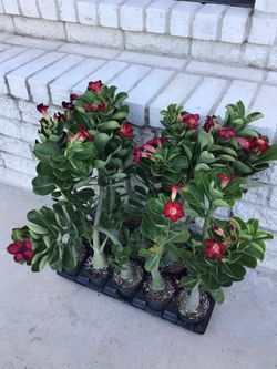 Red Desert Rose Plants