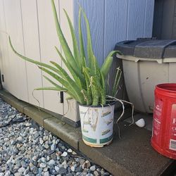 Aloe Vera Plant