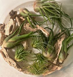 Tillandsia ‘Air’ Plants