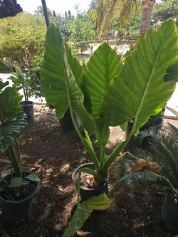 5 gallons plants