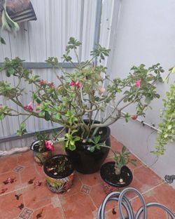 Gorgeous Large Dessert Rose 