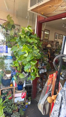 chinese forever green hanging plant for indoor nice & big
