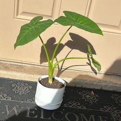 Small Elephant Ear Plant