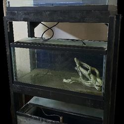Rack With 3 40g breeder Aquariums