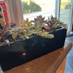 Succulents In Pot 