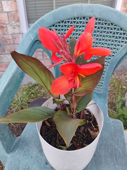 Cana Lily's plant