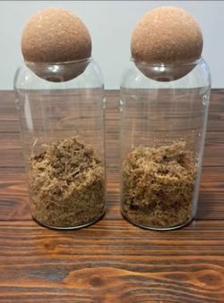 Plant Terrariums