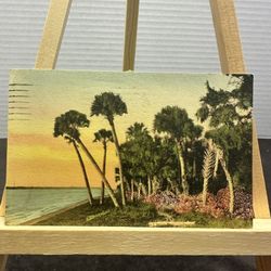 1932 St Petersburg Florida E G Barnhill palm trees vintage postcard