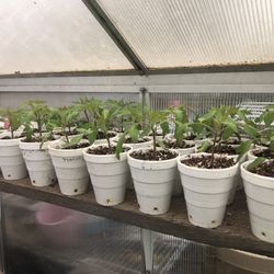 Tomato  Plants, Pak  Choi