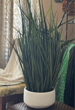 Decorative Plant