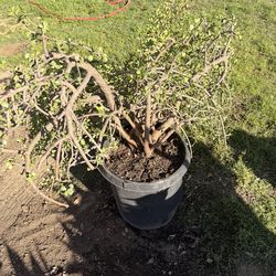 Elephant bush succulent