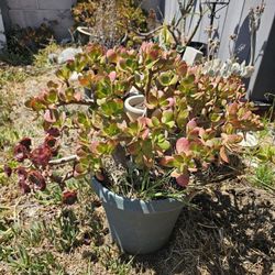 Jade And Succulents Potted Plant
