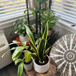 Indoor plants - 7 Of Them 