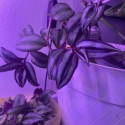 Wandering Jew Plants